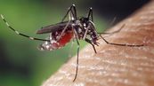 Aedes albopictus © wikimedia commons - DR
